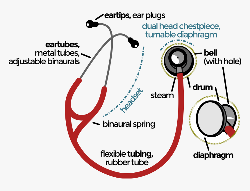 Stethoscope Parts And Functions Pdf, HD Png Download, Free Download