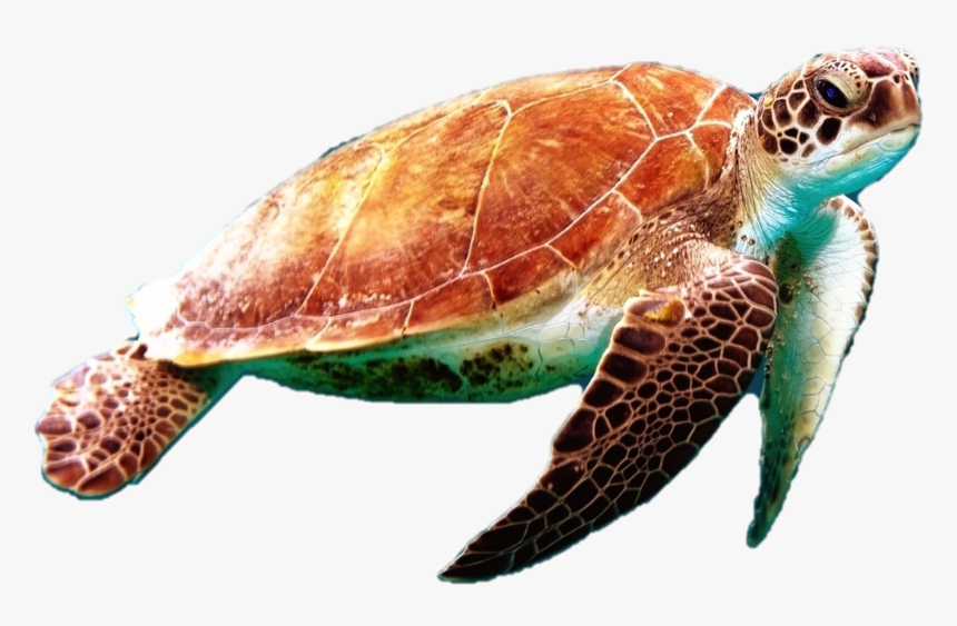 Sea Turtles - Png V - 3 - 6 Photos, - Sea Turtle Transparent Background, Png Download, Free Download