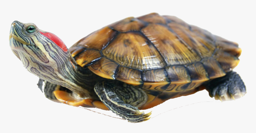 Turtle Png Photo - Red Eared Slider Turtle, Transparent Png, Free Download
