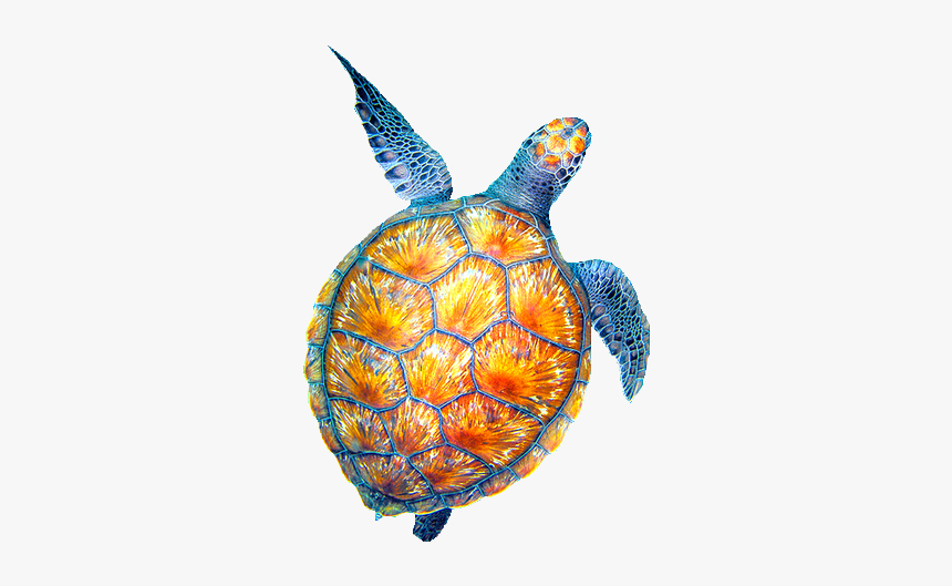 Collection Of Sea - Turtles Tumblr Png, Transparent Png, Free Download