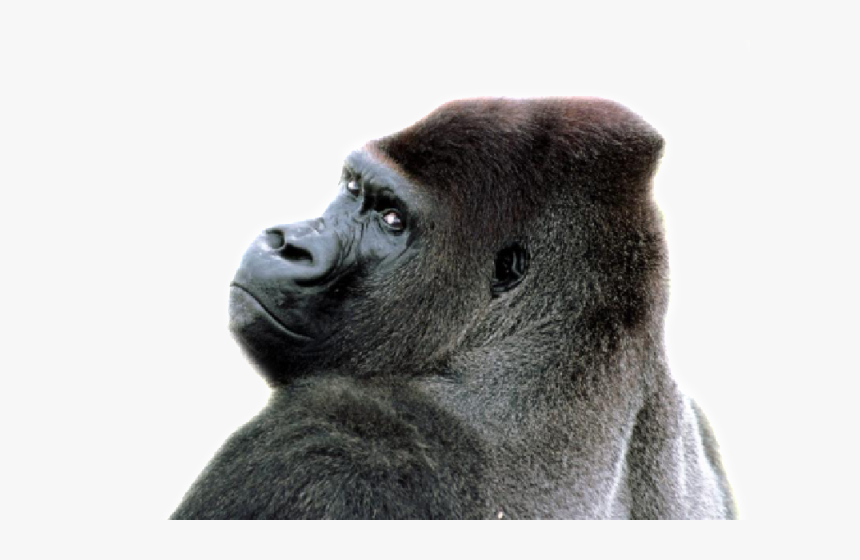 Sara P Sagittal Crest Gorilla - Gorilla Backgrounds, HD Png Download, Free Download