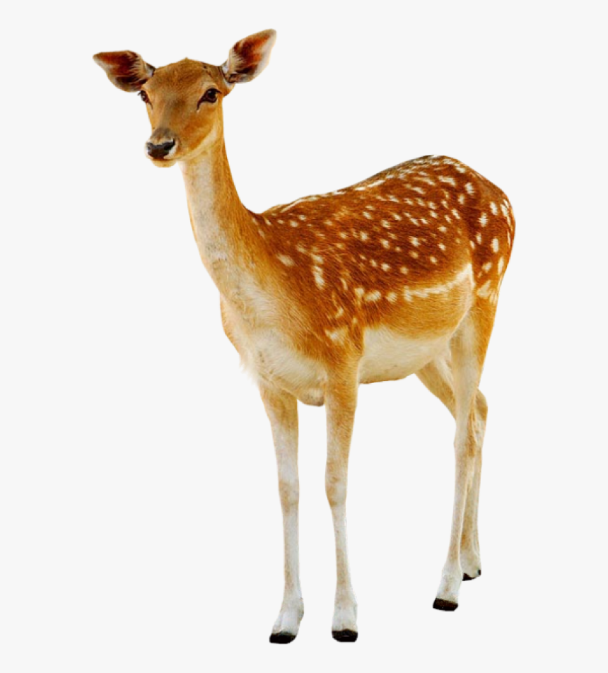 Deer Png, Transparent Png, Free Download