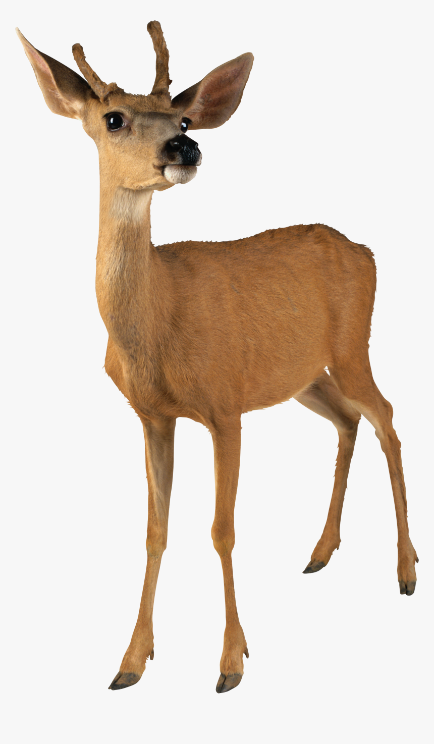 Deer Png Image - Deer Transparent Png, Png Download, Free Download