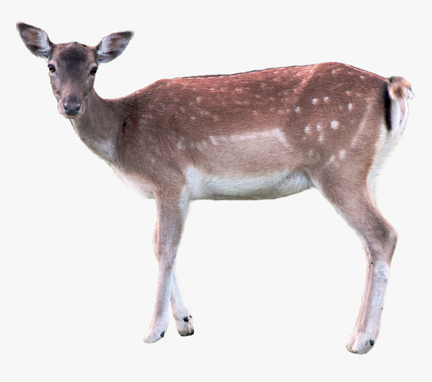 Deer Transparent, HD Png Download, Free Download