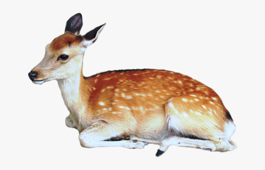 Brown Deer With White Spots Lying / Sittting Png Image - Animal Png, Transparent Png, Free Download