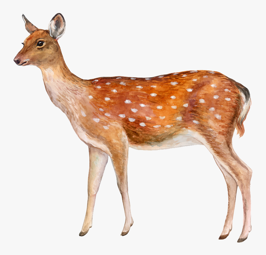 Deer No Background - Deer With Fawn White Background, HD Png Download, Free Download