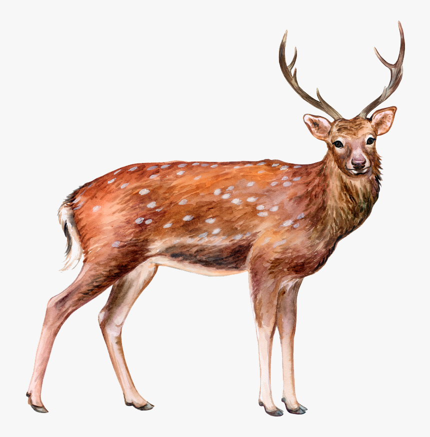 Transparent Deer Png Image - Png Deer Images Hd, Png Download, Free Download