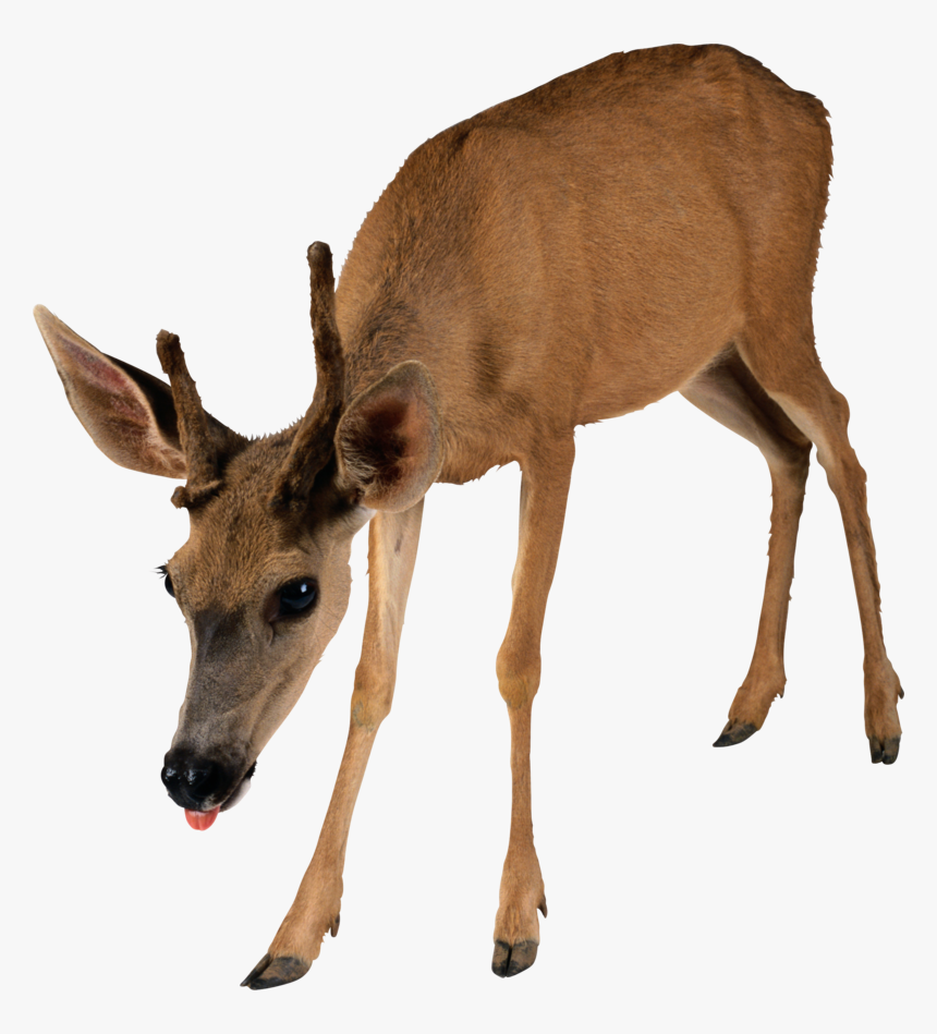 10172 - Transparent Background Deer Png, Png Download, Free Download