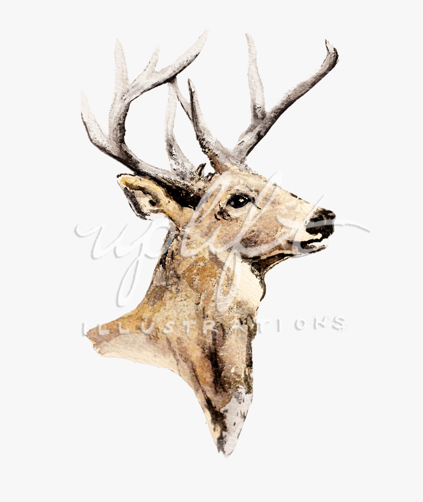 Deer - Elk, HD Png Download, Free Download