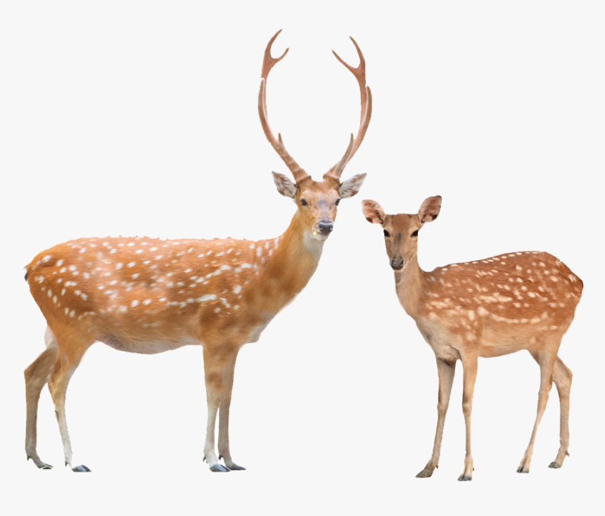 Male Vs Female Animal Beauty, HD Png Download, Free Download