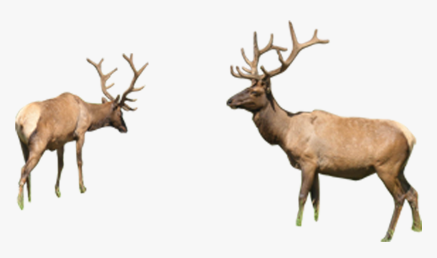 Reindeer Elk Sika Deer - Deer, HD Png Download, Free Download