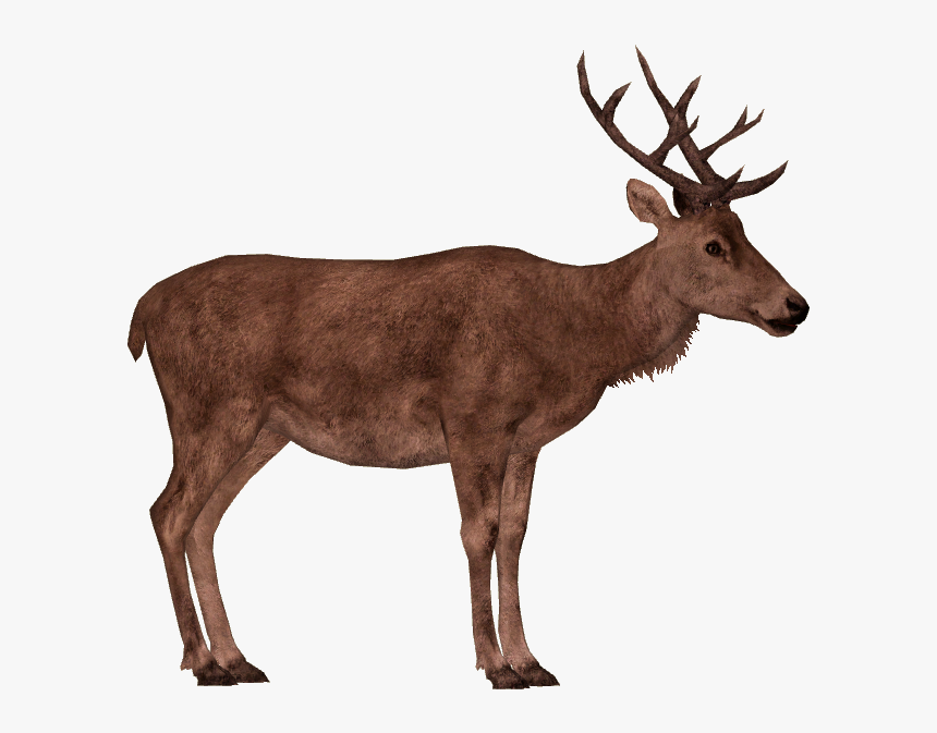 Deer Png Free Background - Red Deer Png, Transparent Png, Free Download