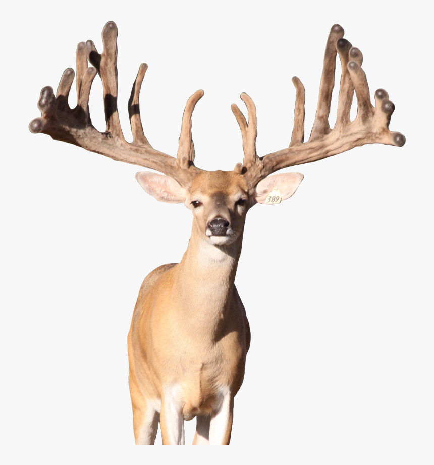 Deer Png Photo - Reindeer, Transparent Png, Free Download