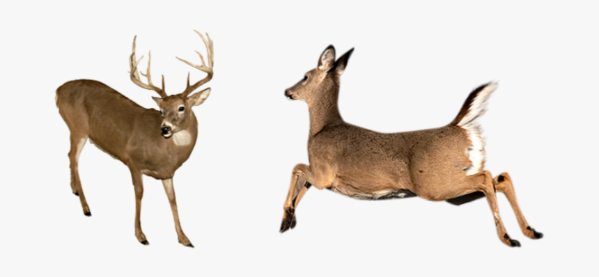 Whitetail Deer Png - White Tailed Deer Png, Transparent Png, Free Download