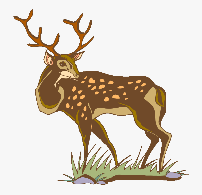 White-tailed Deer - Deer, HD Png Download, Free Download