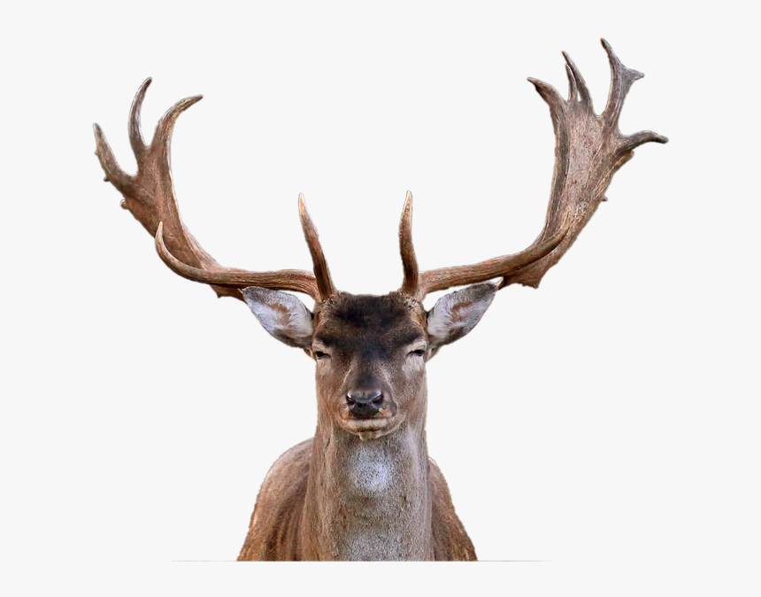 Fallow Deer Head Png, Transparent Png, Free Download