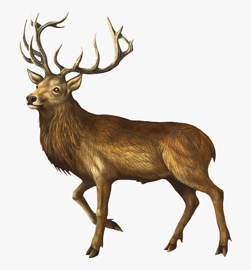 Deer Png Image - Deer, Transparent Png, Free Download