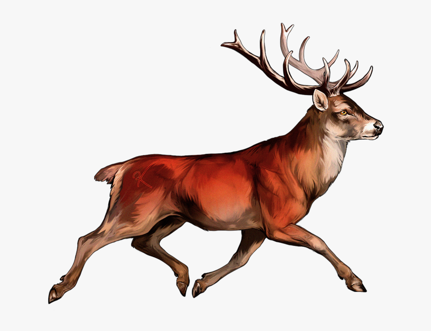 Red Deer Png - Red Deer Ireland Fight, Transparent Png, Free Download