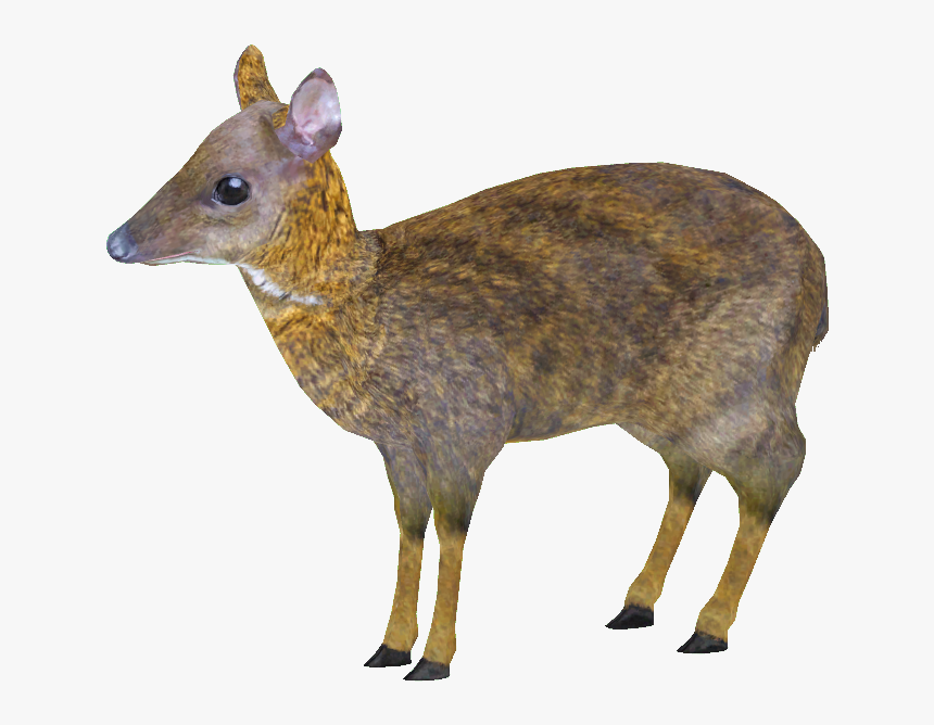 Lesser Mouse Deer Png , Png Download - Lesser Mouse Deer Png, Transparent Png, Free Download