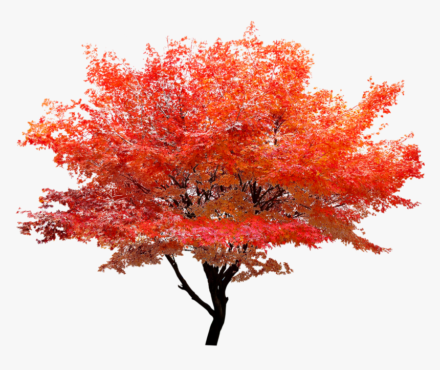 Red Maple Png - Maple Tree Transparent Background, Png Download, Free Download