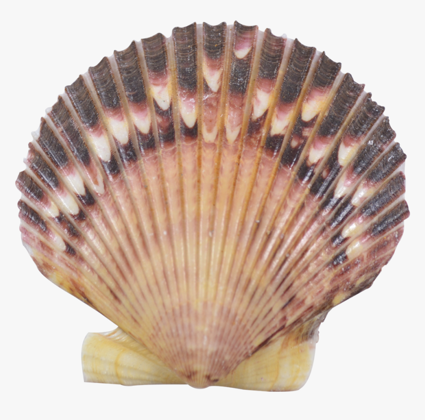 Holiday"s Purple Scallop Seashells 2-4 - Guns N Roses Manila, HD Png Download, Free Download