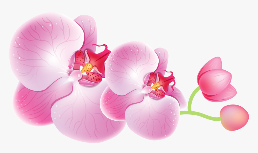 Orchids Png Clipart - Orchids Clipart, Transparent Png, Free Download