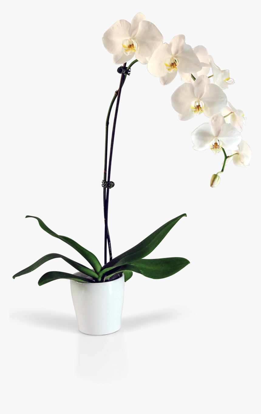 Transparent Orchid Flower Png - Orchid Png No Background, Png Download, Free Download