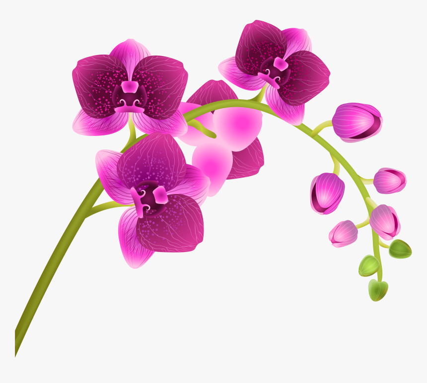 Orchid Flower Transparent Png Clip Art Image​, Png Download, Free Download