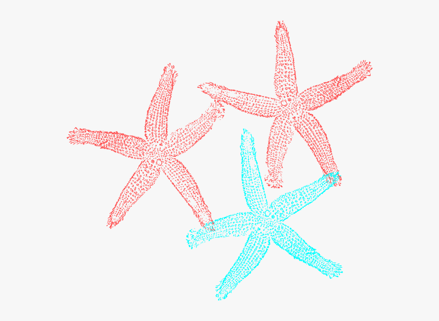 Transparent Background Starfish Clip Art, HD Png Download, Free Download