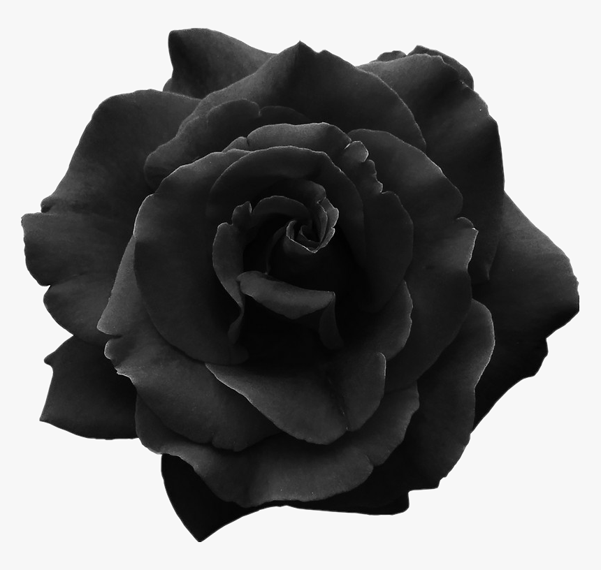 #dark #black #rose #overlays #stickers - Rosa Negra Tumblr Png, Transparent Png, Free Download