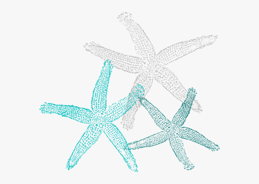 Teal Starfish Clipart, HD Png Download, Free Download