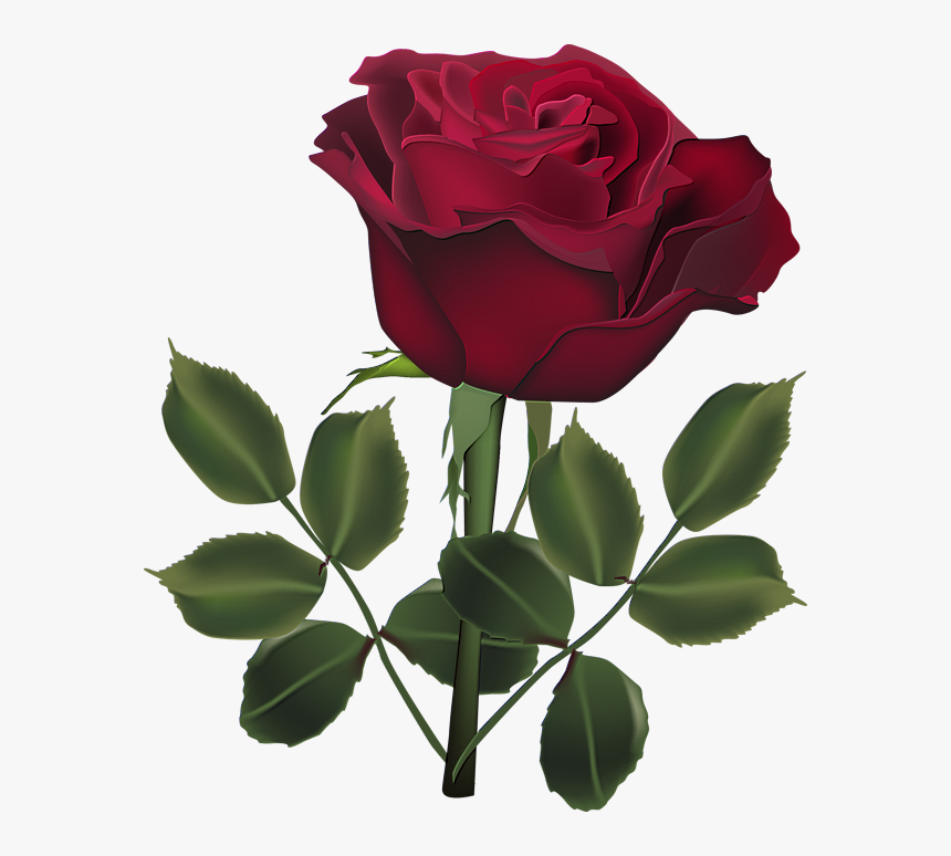 Transparent Dark Rose Png - Rose Flower Beautiful Rose Photo Download, Png Download, Free Download