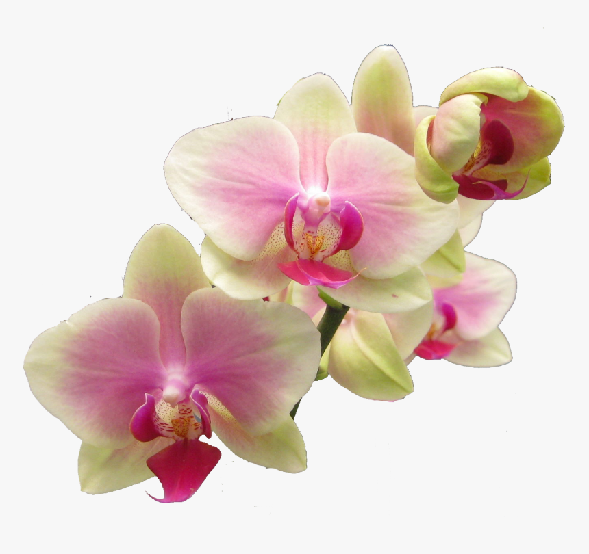 Transparent Orchids Png - Orchid Png, Png Download, Free Download