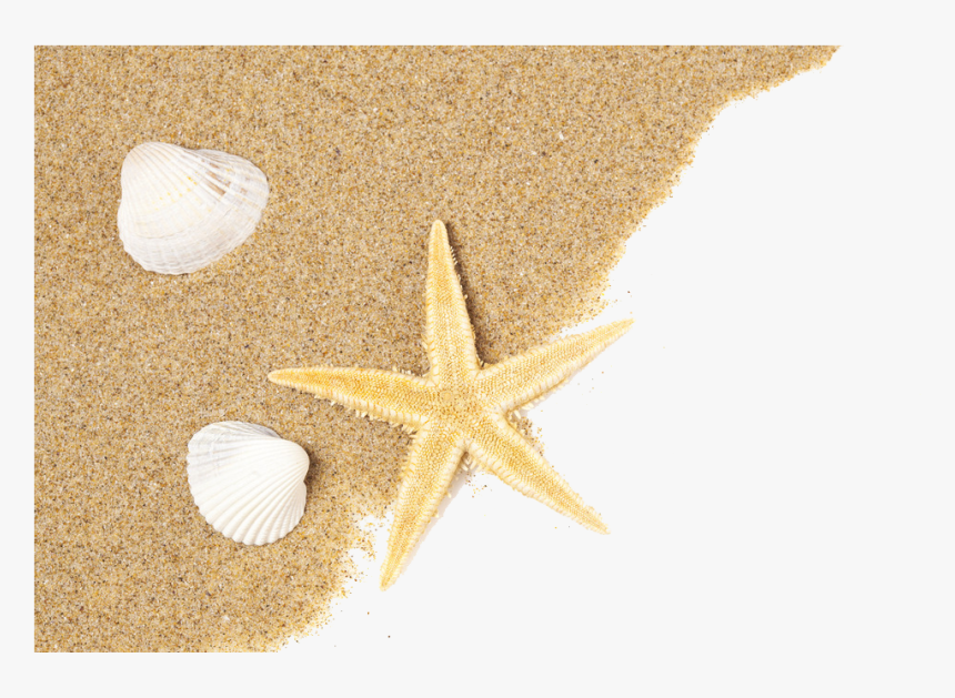 Transparent Beach Vector Png - Shells On The Beach Png, Png Download, Free Download