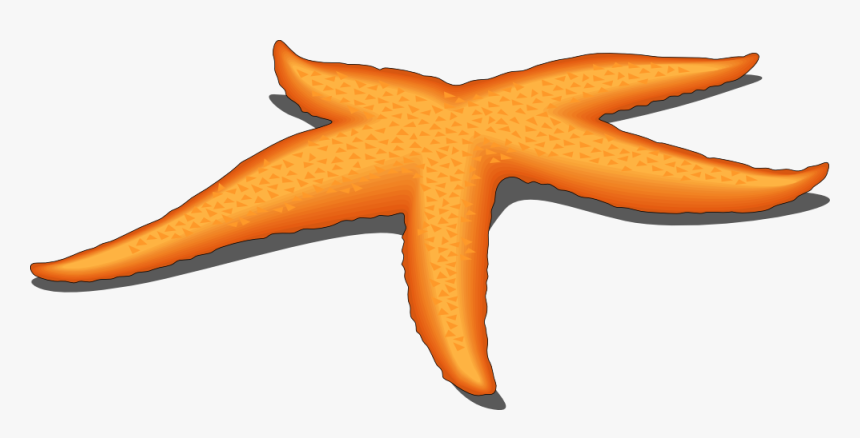 Starfish Png Clipart, Transparent Png, Free Download