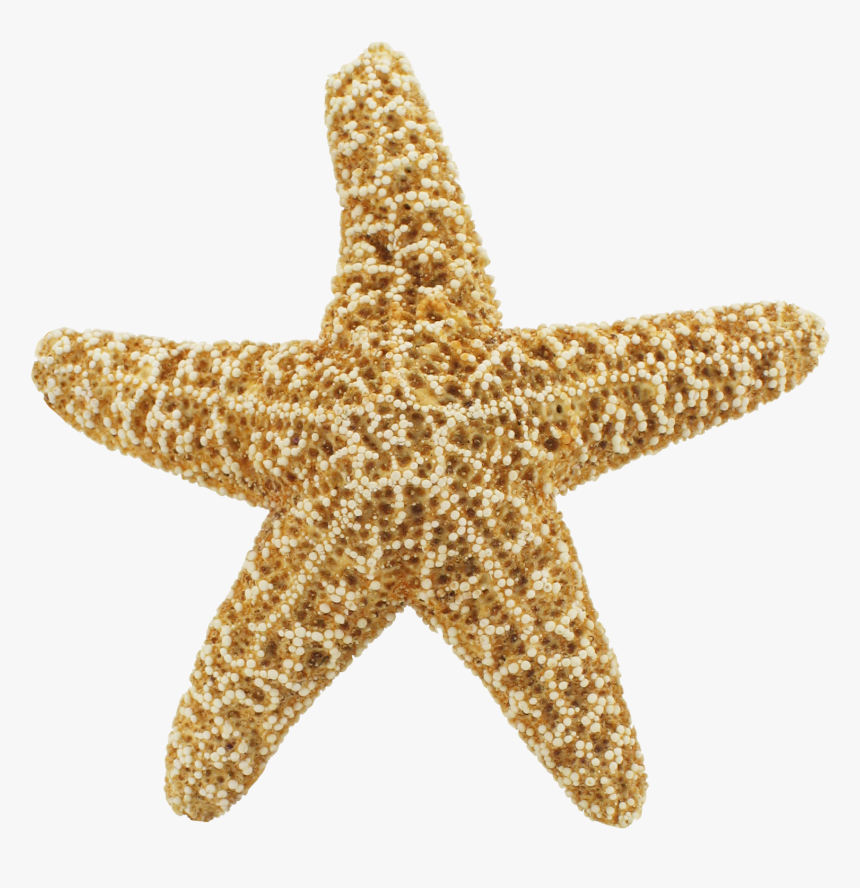 Starfish Vector Png, Transparent Png, Free Download