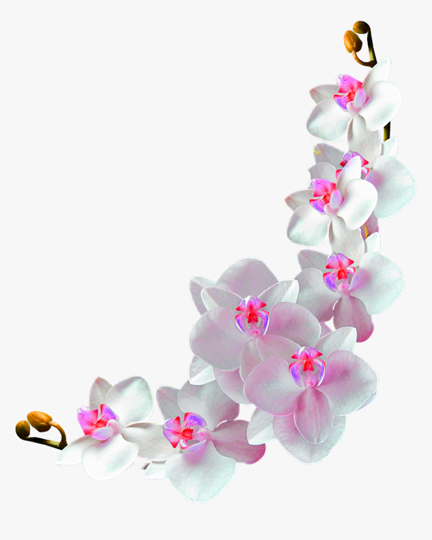 Orchids Film Frame Photography - Orchids Transparent Background, HD Png Download, Free Download