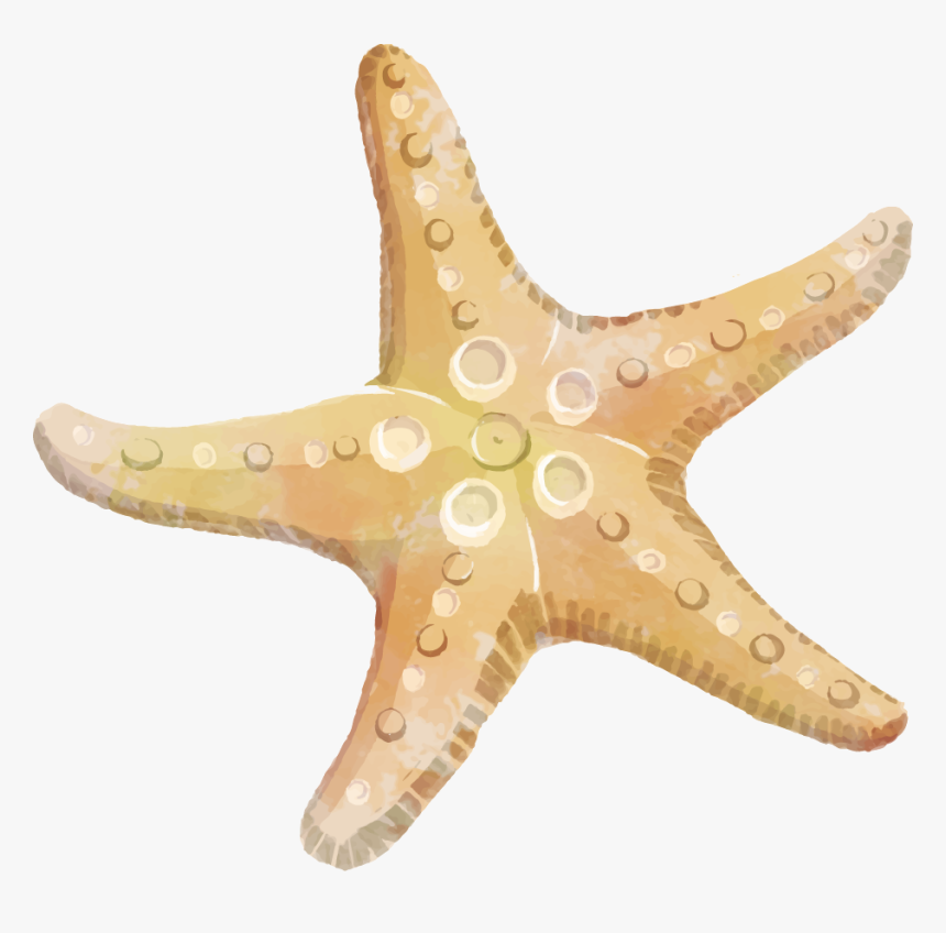 Starfish Transparent Clipart Free Png - Sea Star Clipart Png, Png Download, Free Download