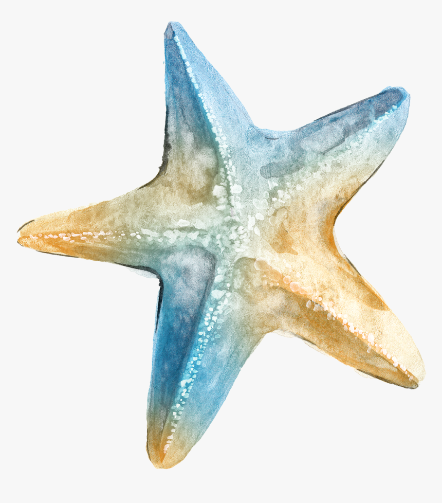 Starfish Clipart Watercolor - Transparent Background Sea Star Png, Png Download, Free Download