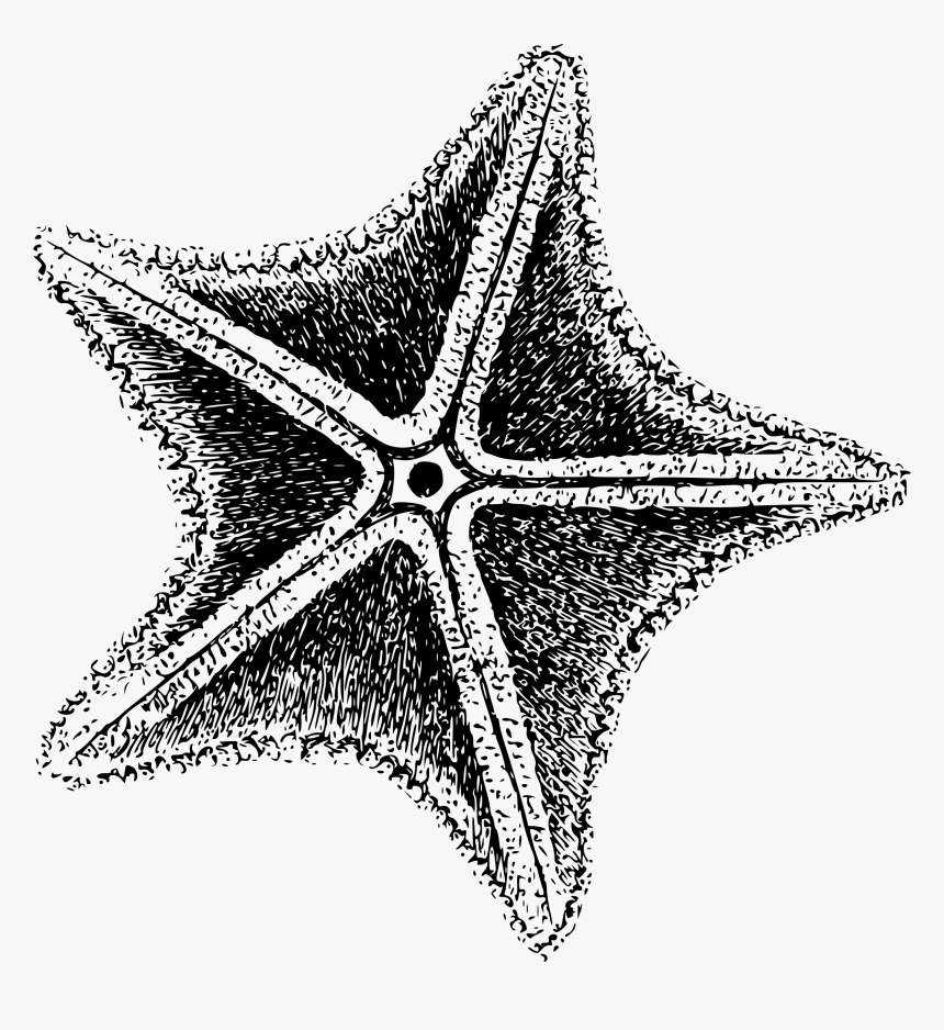 Sea Star Clip Arts - Sea Star Black And White, HD Png Download, Free Download