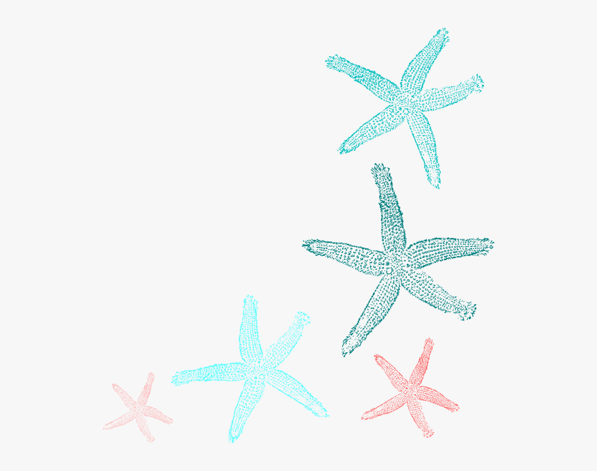 Teal Starfish, HD Png Download, Free Download