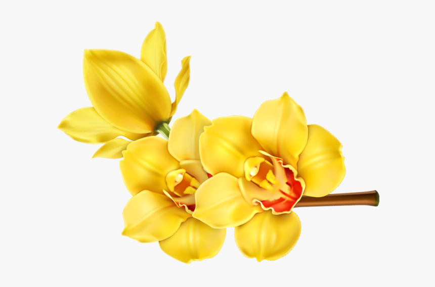 Orchid Transparent Yellow - Orchid Flower Hd Png, Png Download, Free Download