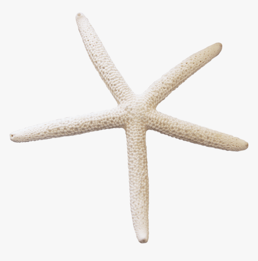 Transparent Background Starfish Png, Png Download, Free Download