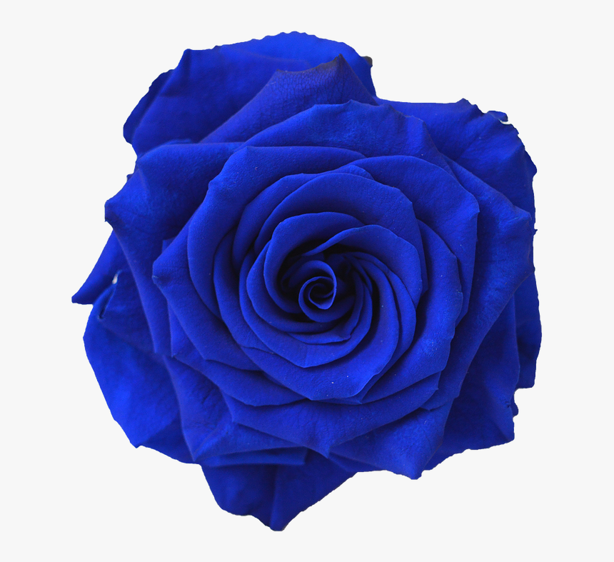 Transparent Navy Blue Clipart - Blue Rose, HD Png Download, Free Download