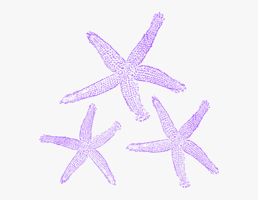 Purple Starfish Blue Clipart, HD Png Download, Free Download