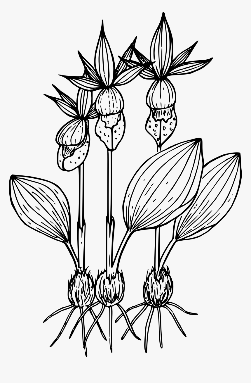 Calypso Orchid Clip Arts - Orchid Small Plant Clipart Black And White, HD Png Download, Free Download