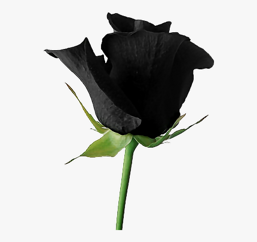 #rose #black #blackroses #blackrose #aesthetic #rosesarebeautiful - Aesthetic Black Rose Png, Transparent Png, Free Download