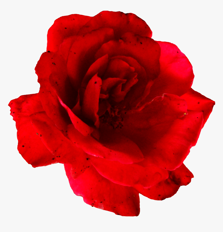 Red Rose - Rose, HD Png Download, Free Download