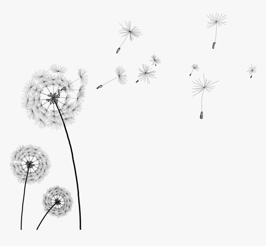 Dandelion Png Free Image Download - Dandelion Clip Art Transparent, Png Download, Free Download