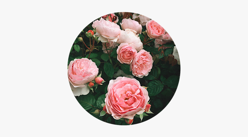 Garden Roses, HD Png Download, Free Download